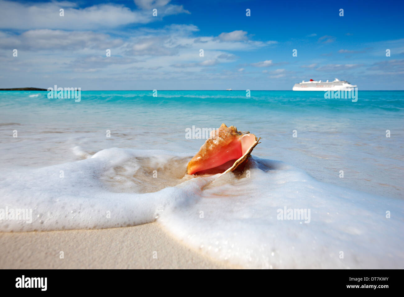 Caribbean sand beach with queen conch shell and cruise line ship on the back Stock Photo