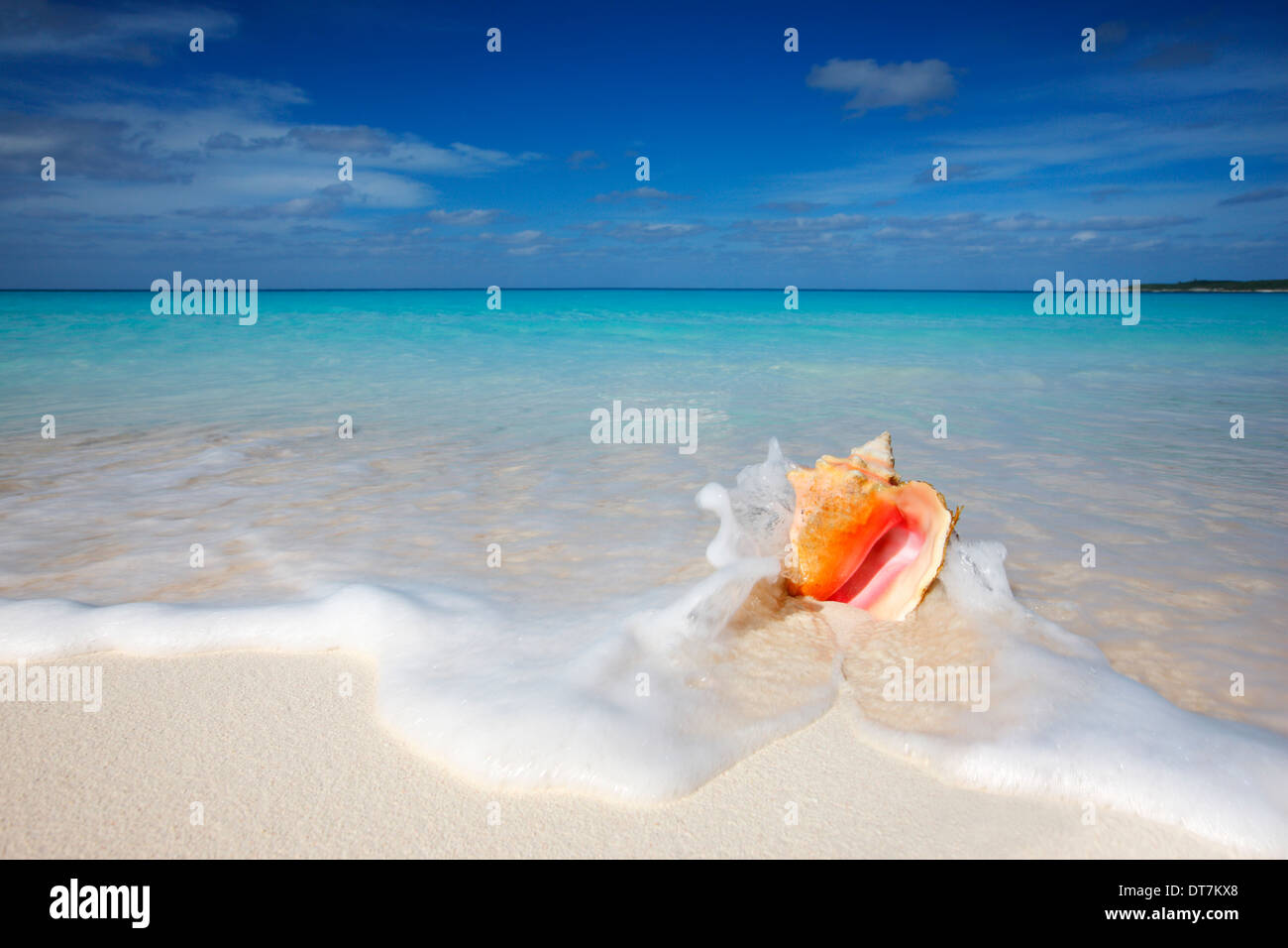 Caribbean sand beach with queen conch shell. Stock Photo