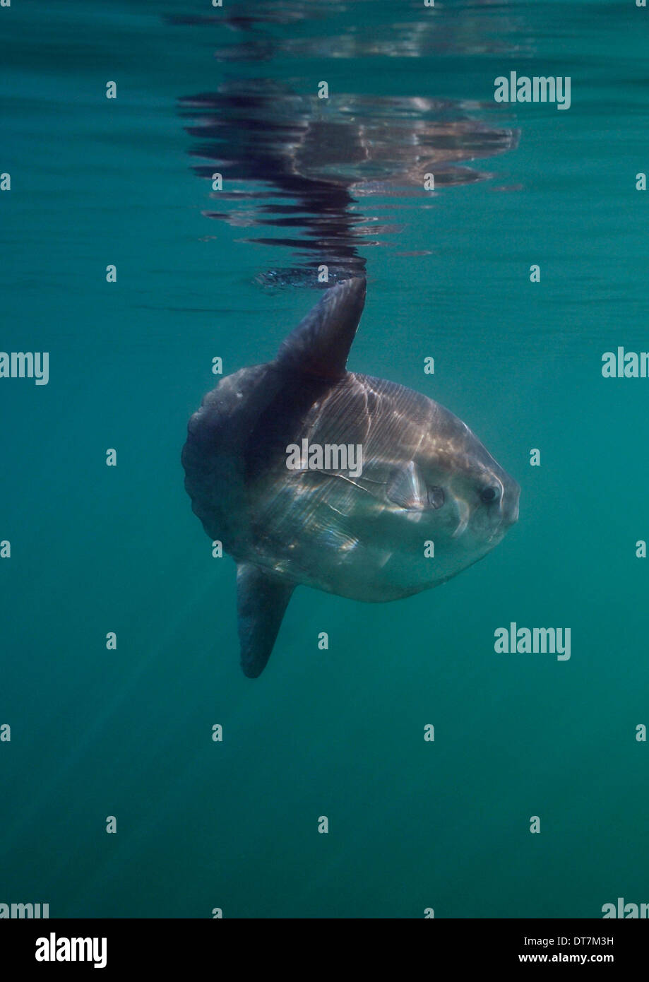 Sunfish uk hi-res stock photography and images - Alamy