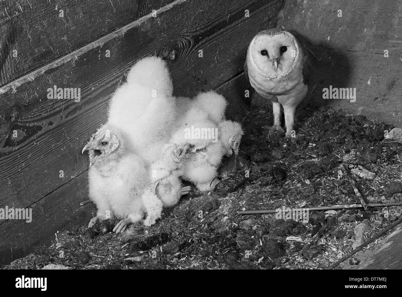 Barn Owl with young in grain hopper Chillesford Suffolk 1949 by Eric Hosking. An early Electronic flash unit was used to take Stock Photo