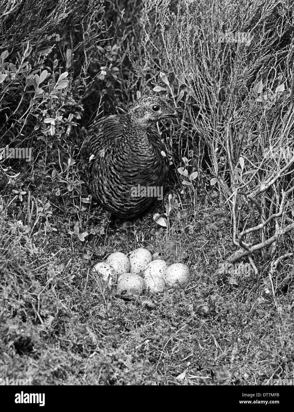 Black grouse uk nest hires stock photography and images Alamy