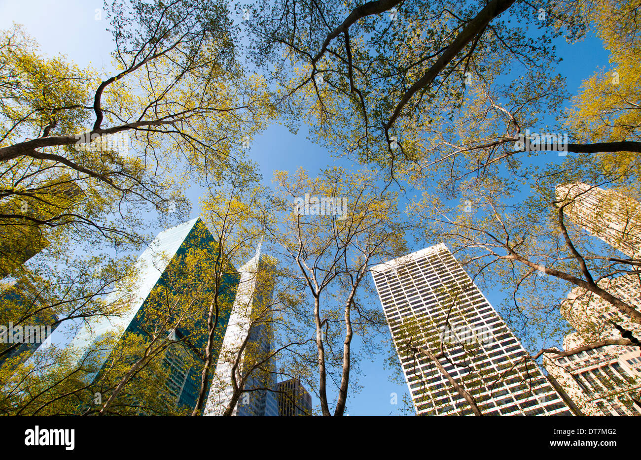 Looking up through the trees towards skyscrapers in Bryant Park in New ...
