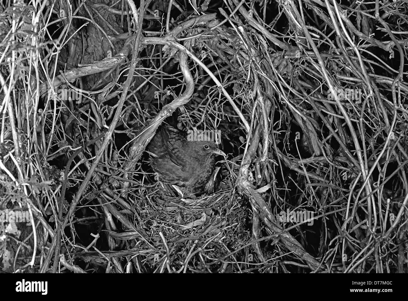Nesting Blackbird at Staverton Forest, Suffolk -1948. Taken by Eric Hosking. Stock Photo