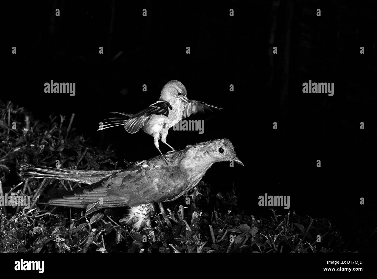 Chaffinch attacking a stuffed Cuckoo Staverton 1948. Photographed by Eric Hosking using a High Speed Flash unit to stop Stock Photo