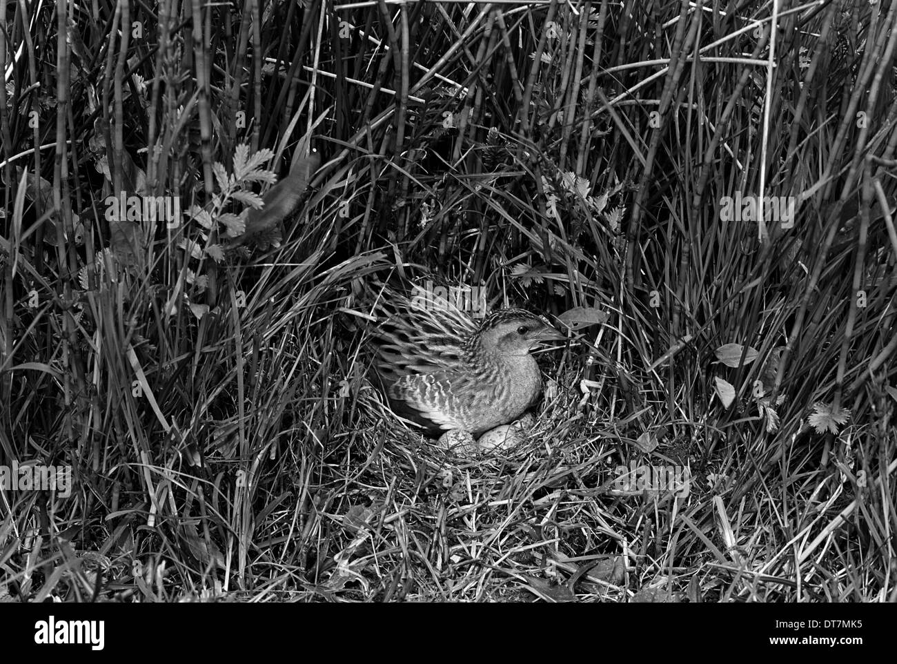 Corncrake at nest - Orkney. Taken in1946 by Eric Hosking. Stock Photo