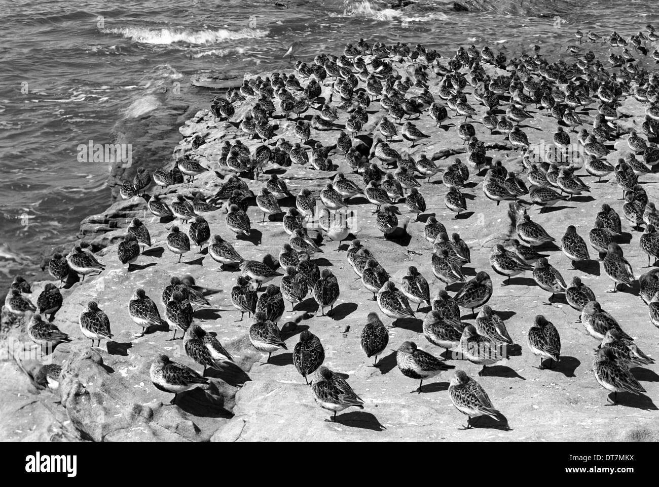 Dunlin at high tide on the Little Eye. Hilbre Island. Taken by Eric Hosking in 1948. Stock Photo
