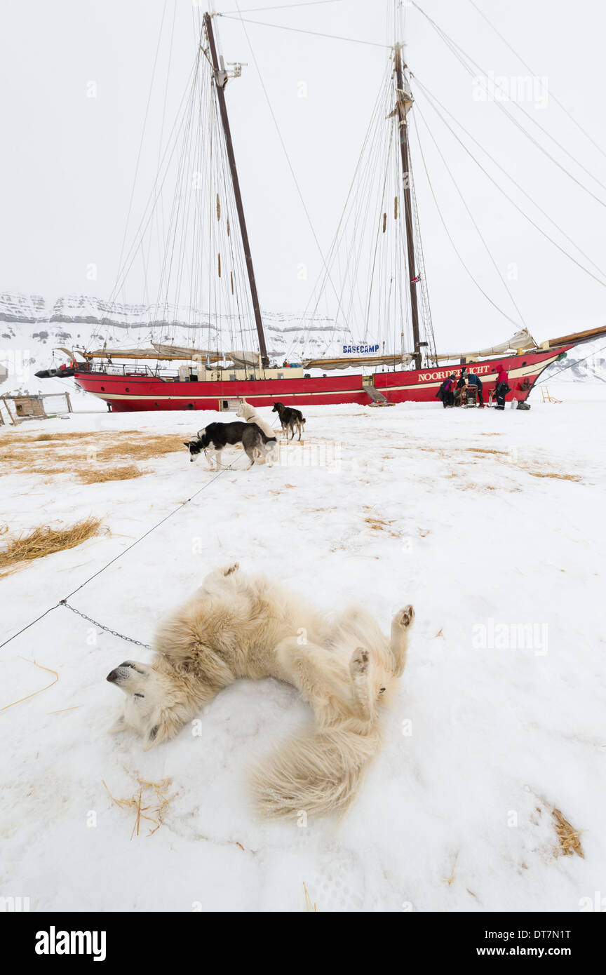 Why Does My Dog Roll In The Snow