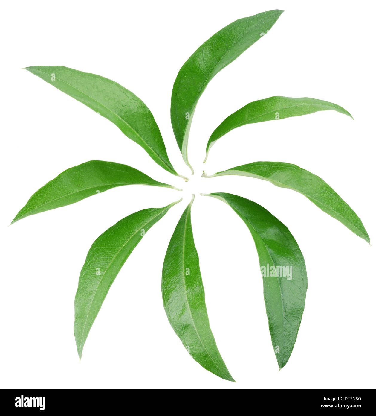 Collection of green leaves isolated on white background. Clipping path. Stock Photo