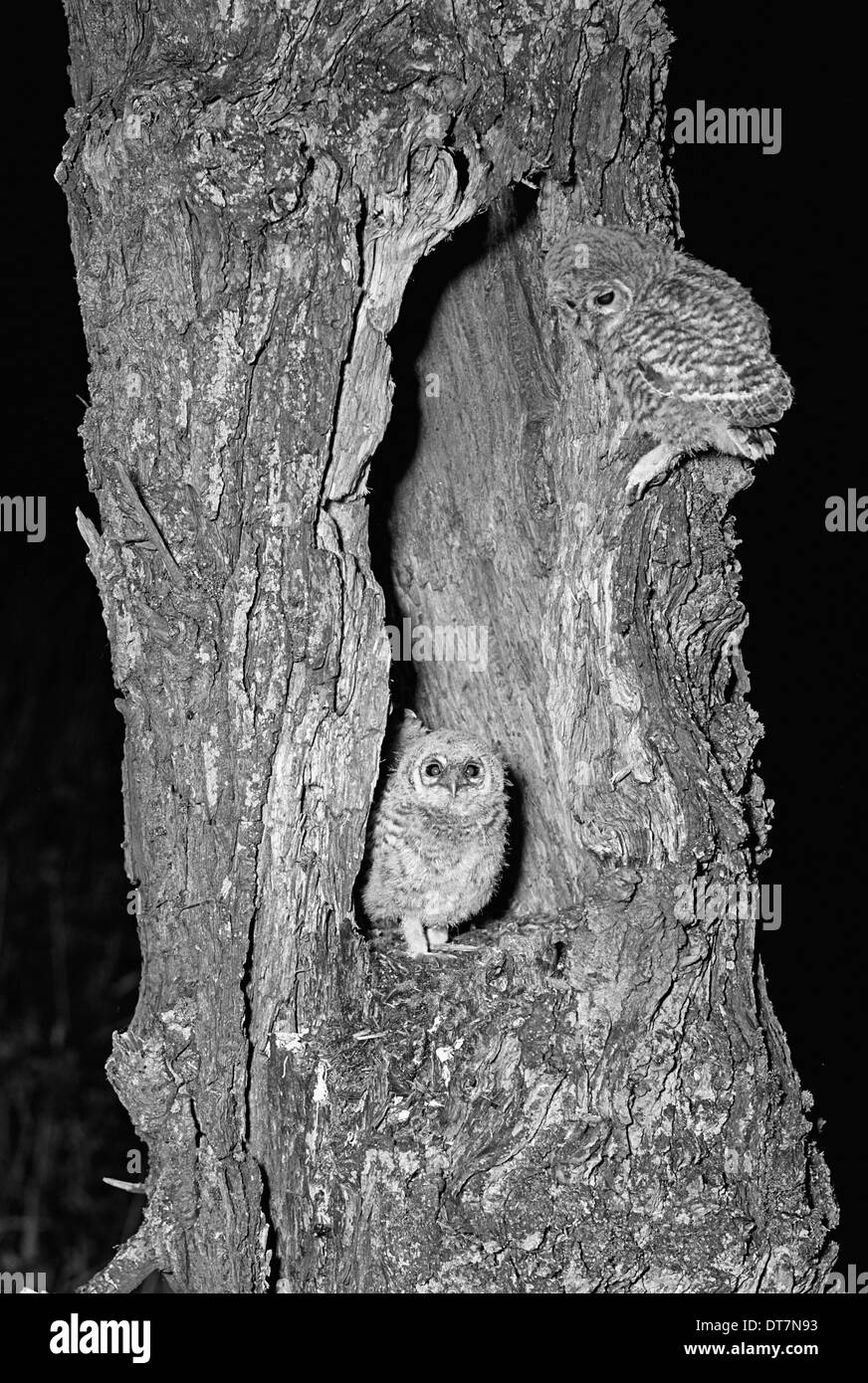 British owls Black and White Stock Photos & Images - Alamy