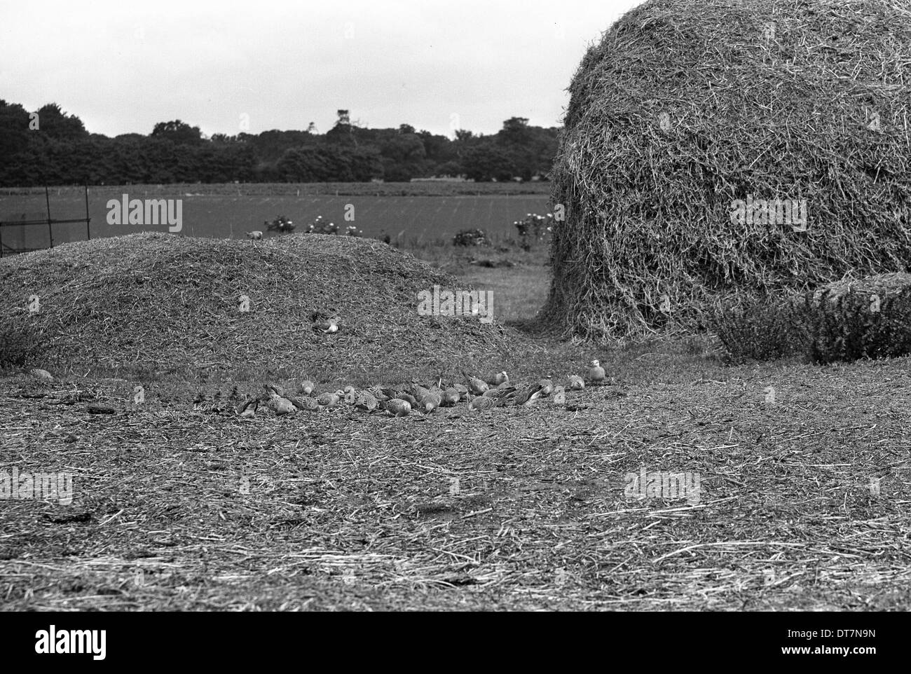 Flock of Turtle Doves - Staverton 1945 Stock Photo