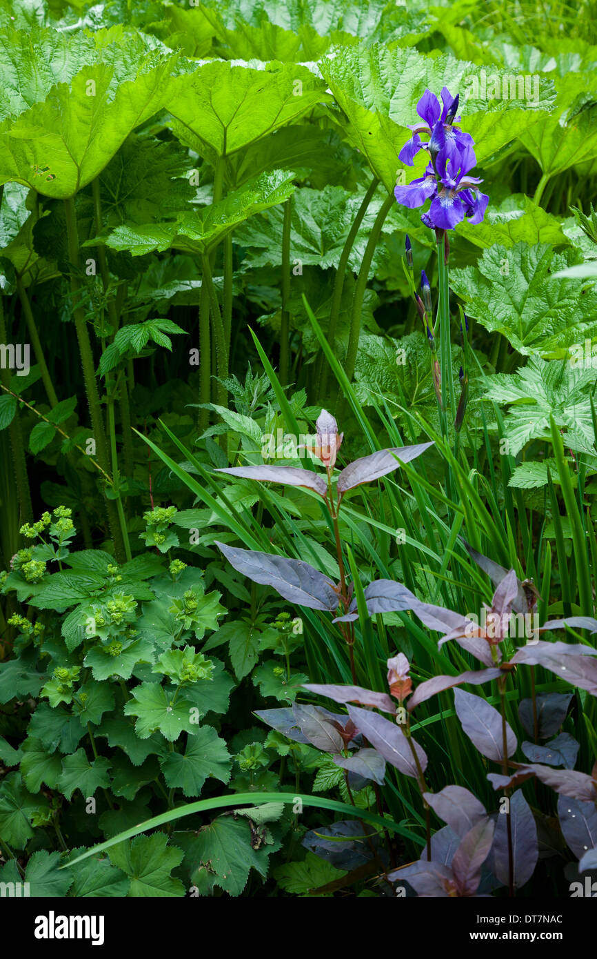 Iris with contrasting foliage textures and shapes of Lysimachia ciliata 'Firecracker', Alchemilla mollis and Ligularia dentata. Stock Photo