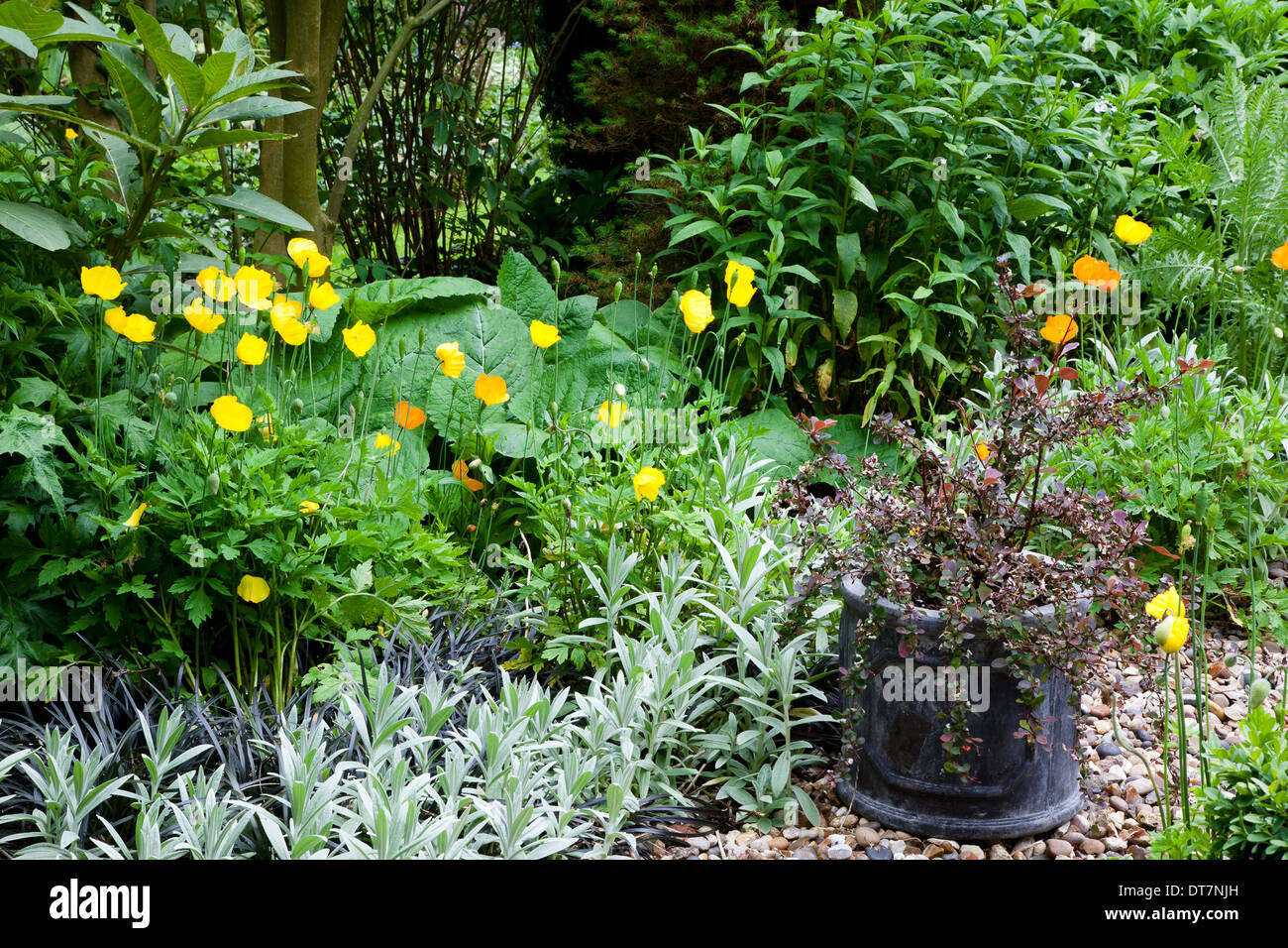 Welsh poppies (Meconopsis cambrica) with black and white foliage, and pot containing red berberis. Stock Photo