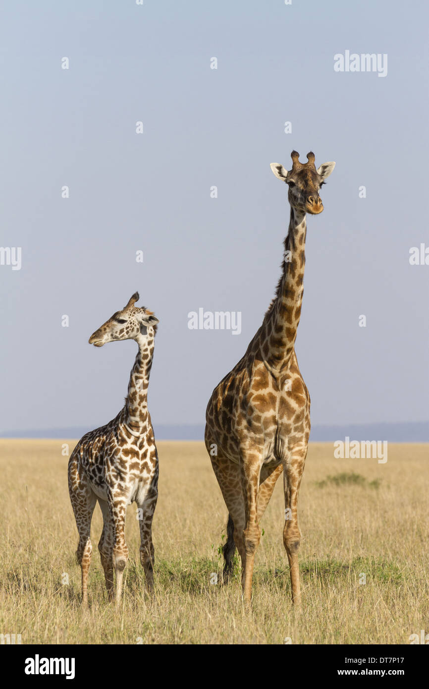 Calf giraffe nature reserve hi-res stock photography and images - Alamy