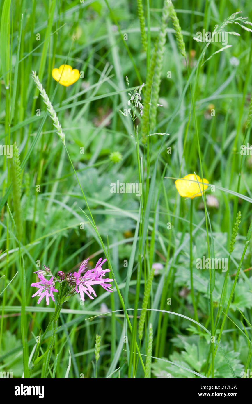 Wildflower area behind pond, including meadow buttercup and ragged robin (Lychnis flos-cuculi). Stock Photo