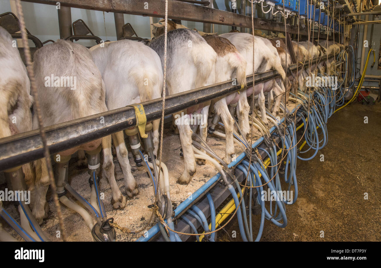 Domestic Goat Saanen Toggenburg and British Alpine nanny goats herd