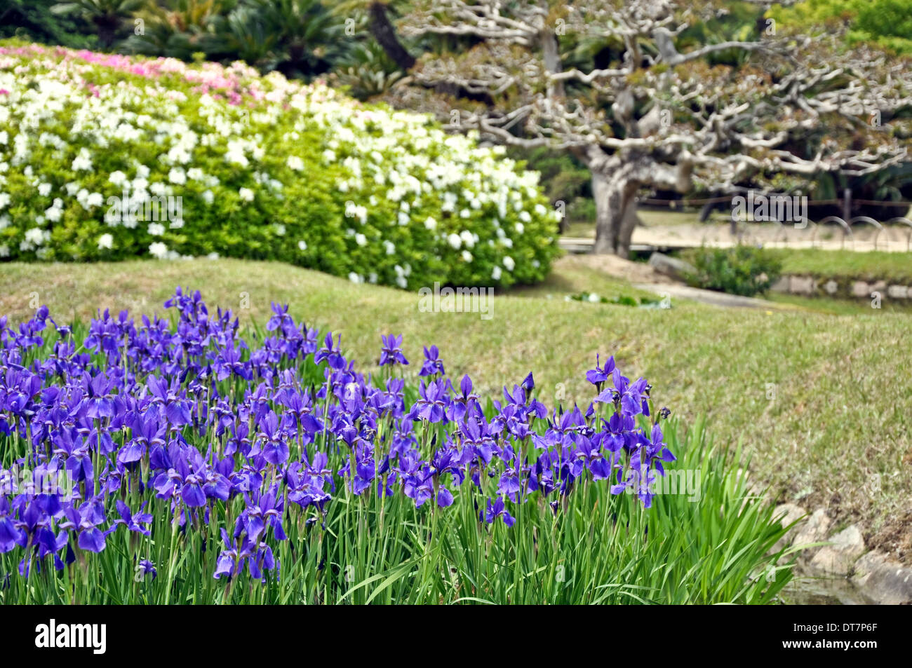 Blue irises in spring at Okayama korakuen japanese garden - Okayama, Chikoku Japan Stock Photo