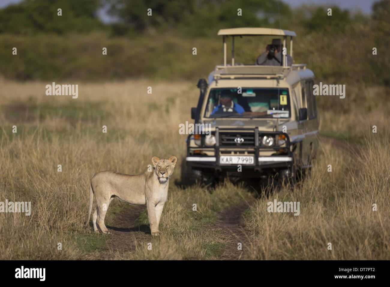 Masai Lion (Panthera leo nubica) adult female standing on track with safari vehicle in savannah Masai Mara National Reserve Stock Photo