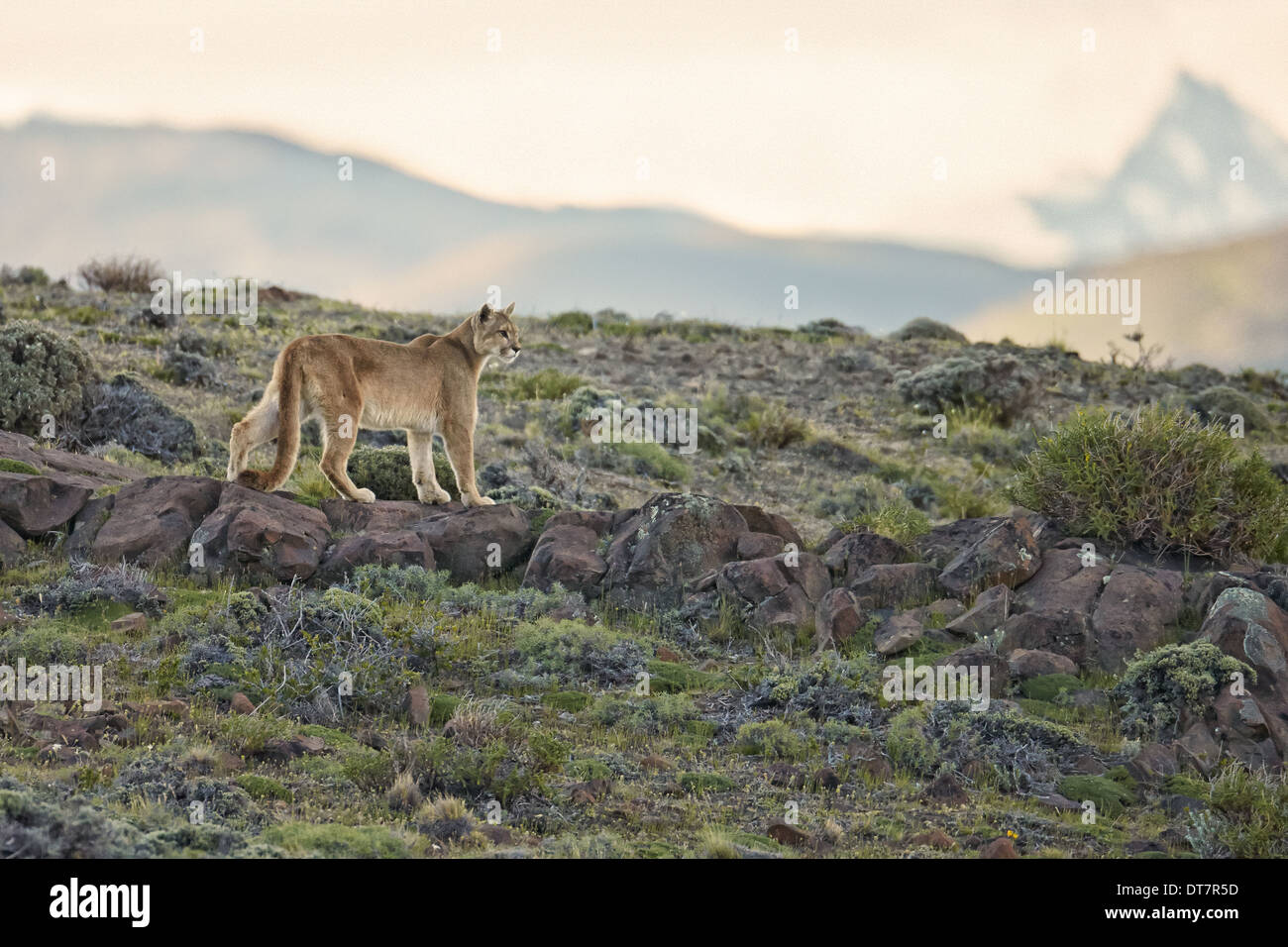 Puma (Puma concolor puma) adult standing on rocks in mountain habitat  Torres del Paine N.P. Southern Patagonia Chile November Stock Photo - Alamy