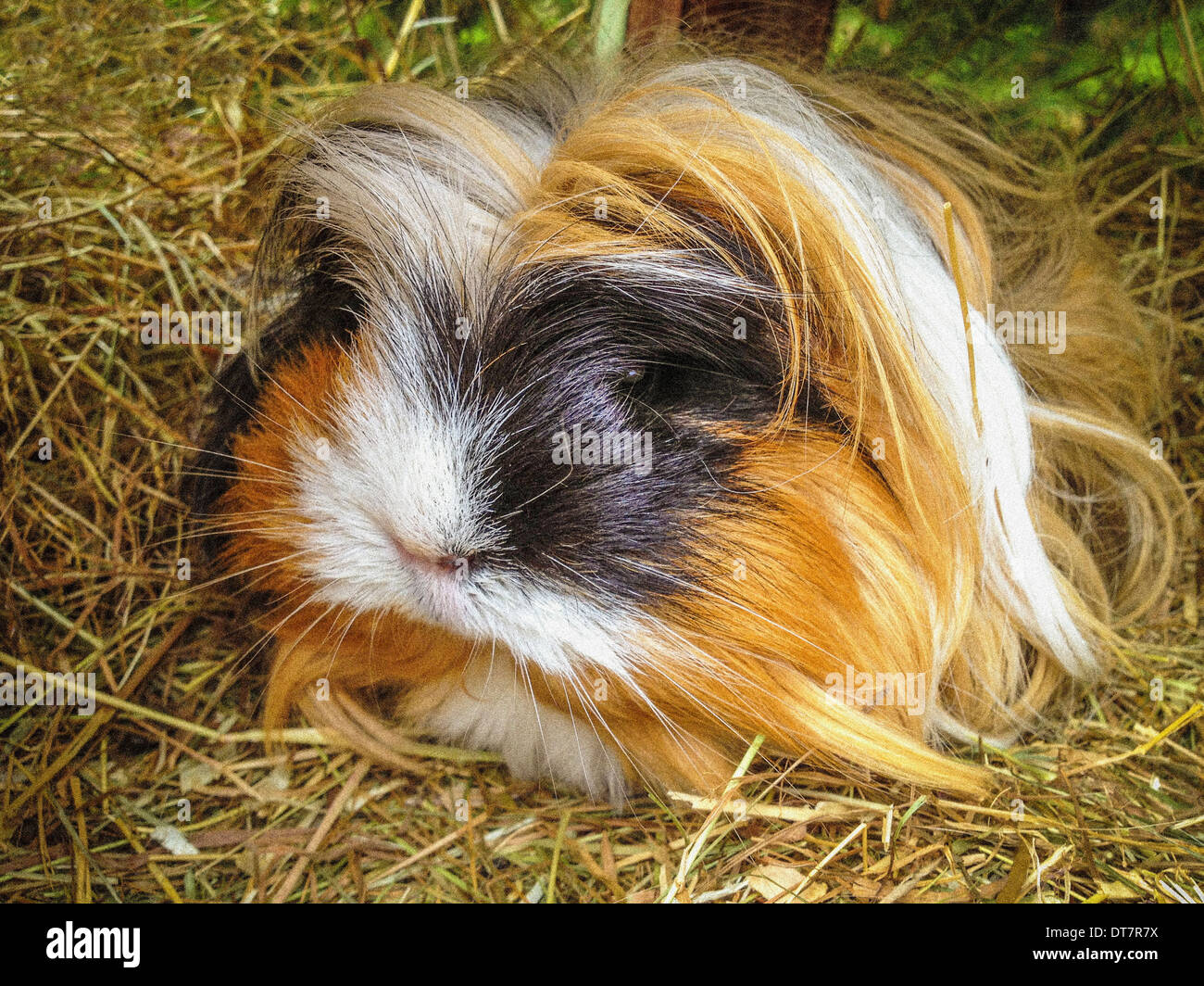 Brown white black guinea pig hires stock photography and images Alamy
