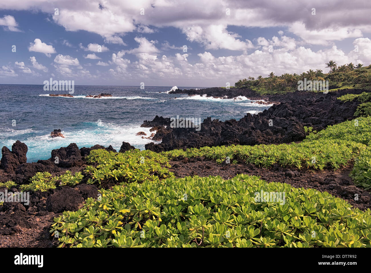 Naupaka grows among the lava shoreline at Waianapanapa State Park on Hawaii’s island of Maui. Stock Photo