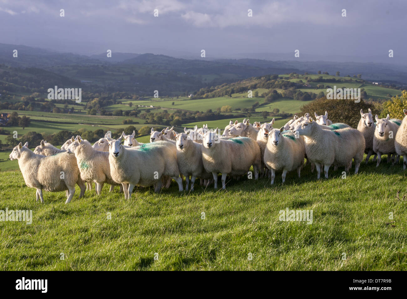Domestic Sheep Welsh Mules (Improved Welsh Mountain ewes put to Bluefaced Leicester rams) flock standing in pasture Welshpool Stock Photo