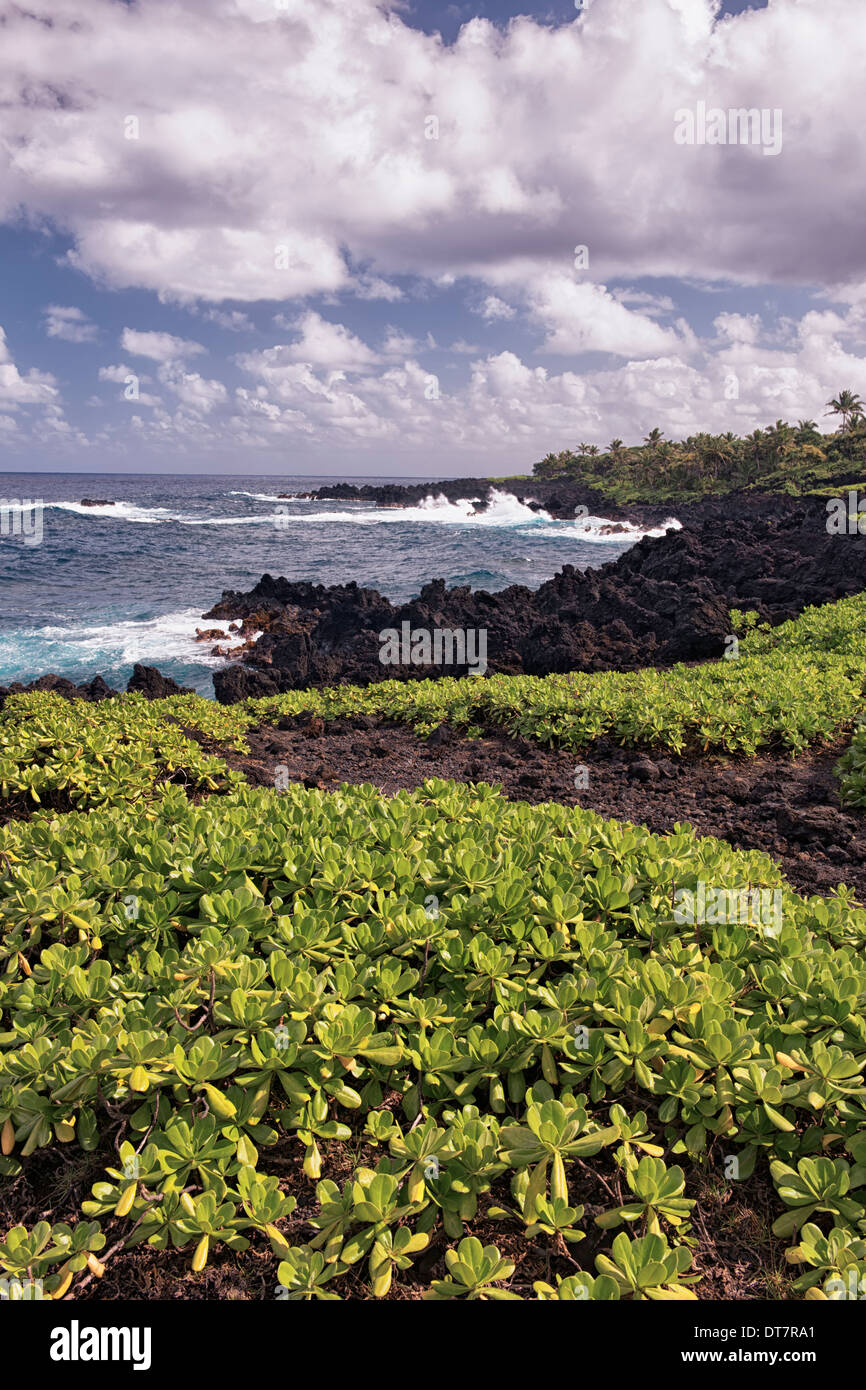 Naupaka grows among the lava shoreline at Waianapanapa State Park on Hawaii’s island of Maui. Stock Photo