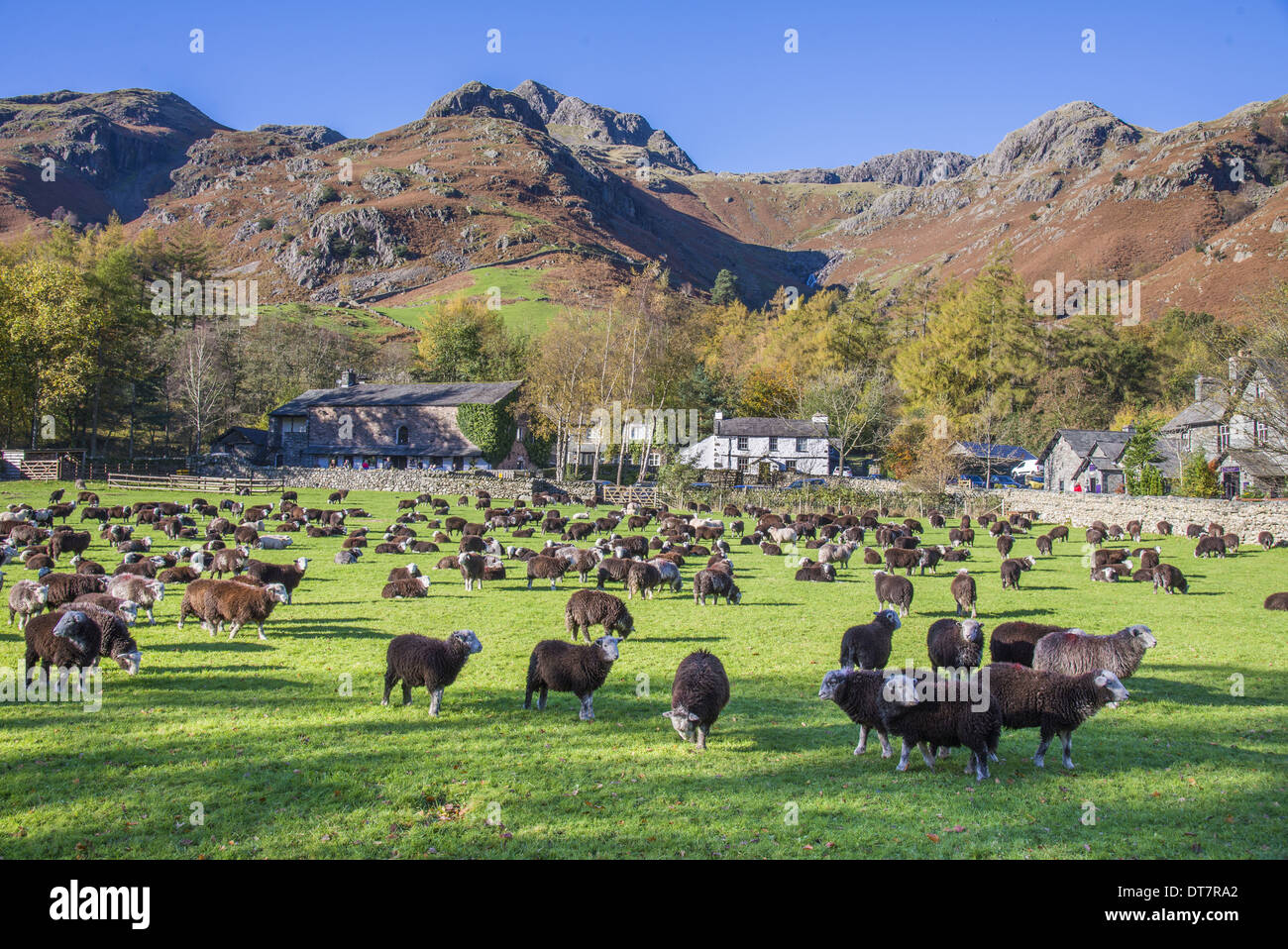 Domestic Sheep, Herdwick flock, standing in pasture, Great Langdale, Lake District N.P., Cumbria, England, November Stock Photo