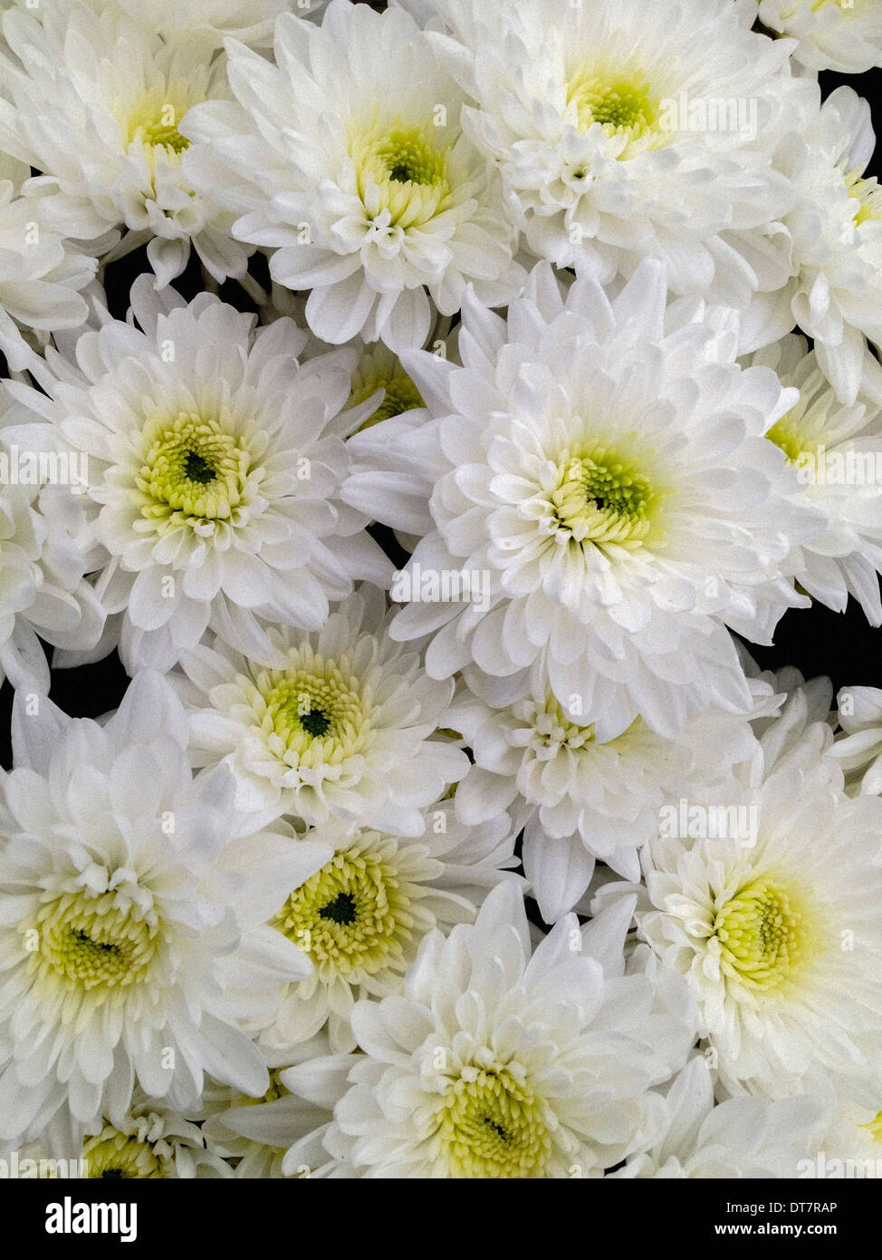Chrysanthemum 'Careless' Stock Photo
