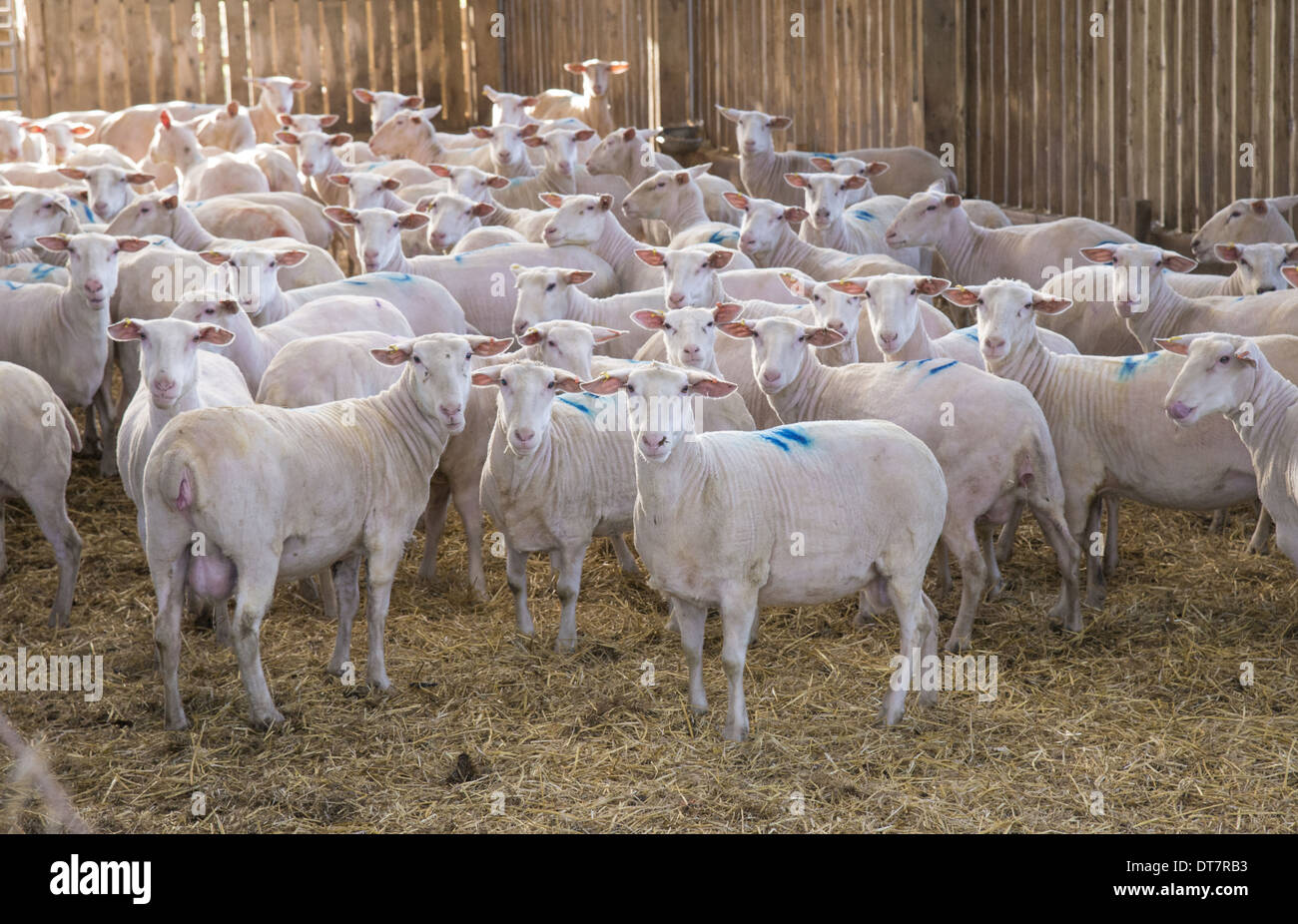 Domestic Sheep, Friesland milking sheep ewes, flock standing in straw yard, Lancashire, England, November Stock Photo