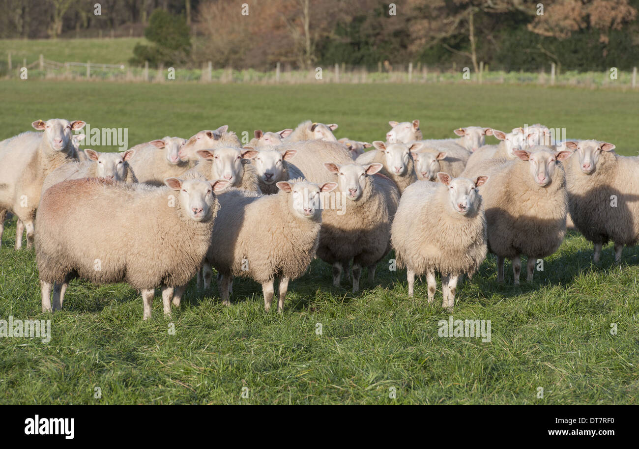 Domestic Sheep, Friesland milking sheep replacements, flock standing in pasture, Lancashire, England, November Stock Photo