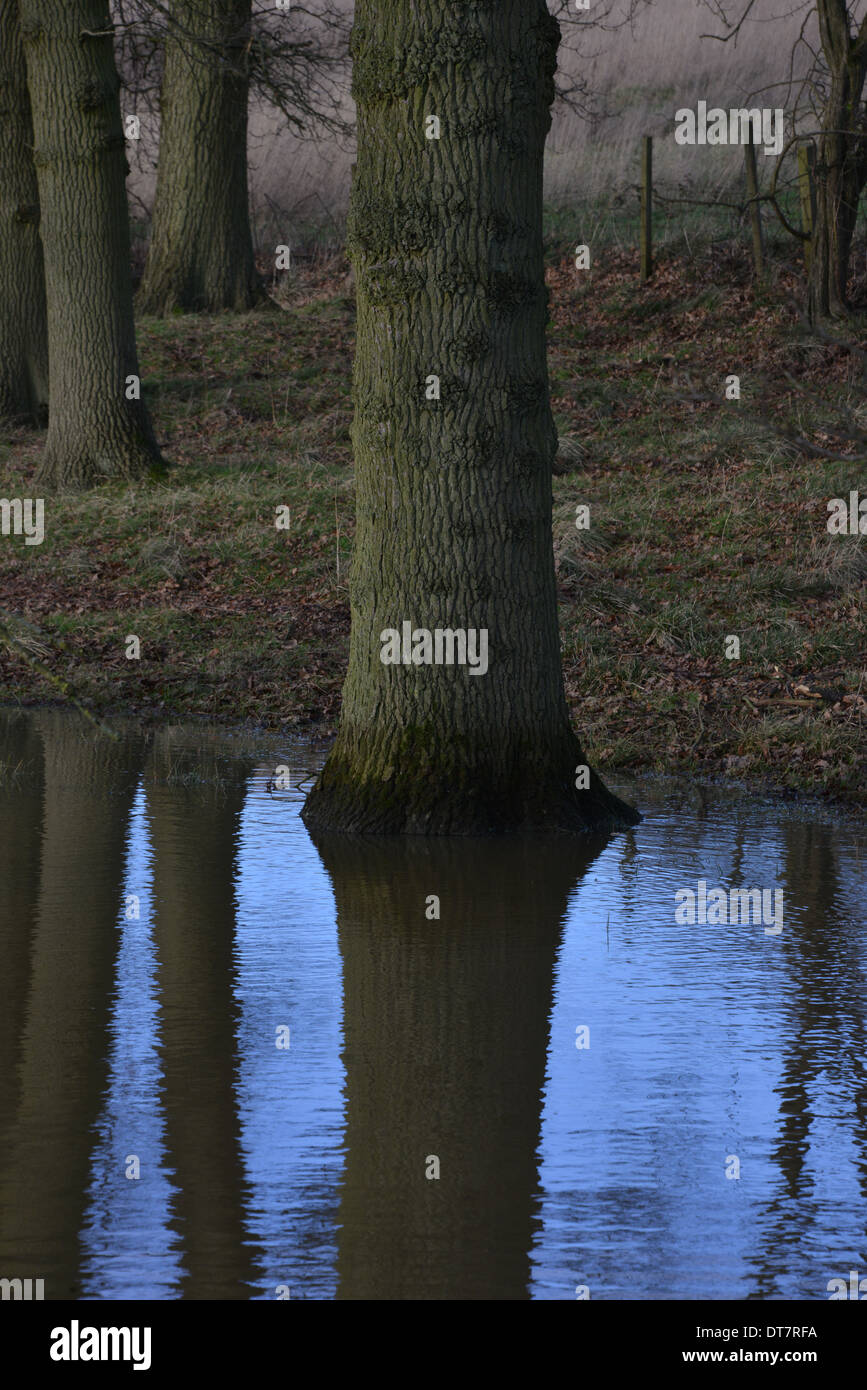 Tree trunk reflected in pond created by excess rainfall Stock Photo
