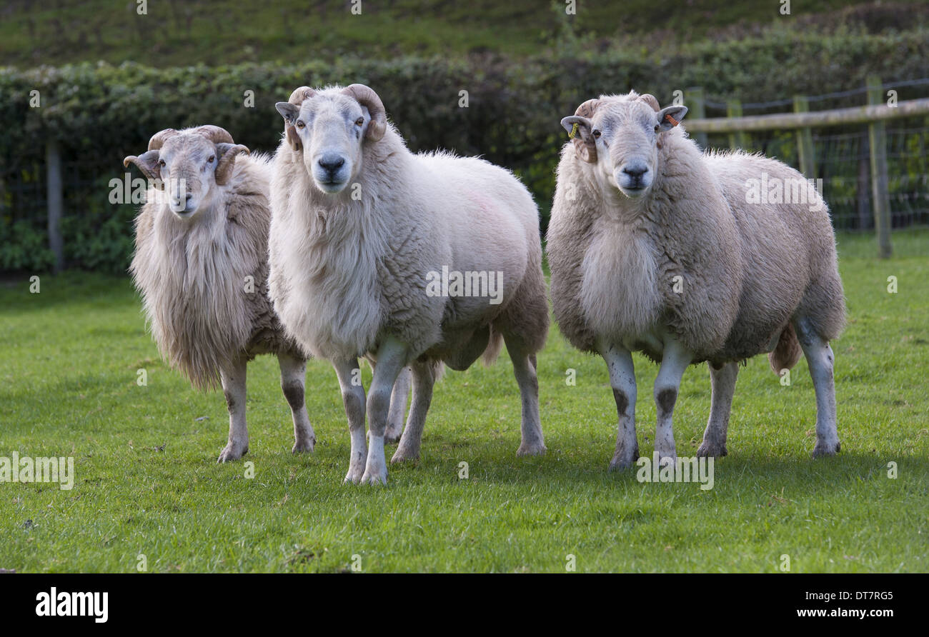 Domestic Sheep, Improved Welsh Mountain rams, three standing in pasture, Welshpool, Powys, Wales, October Stock Photo