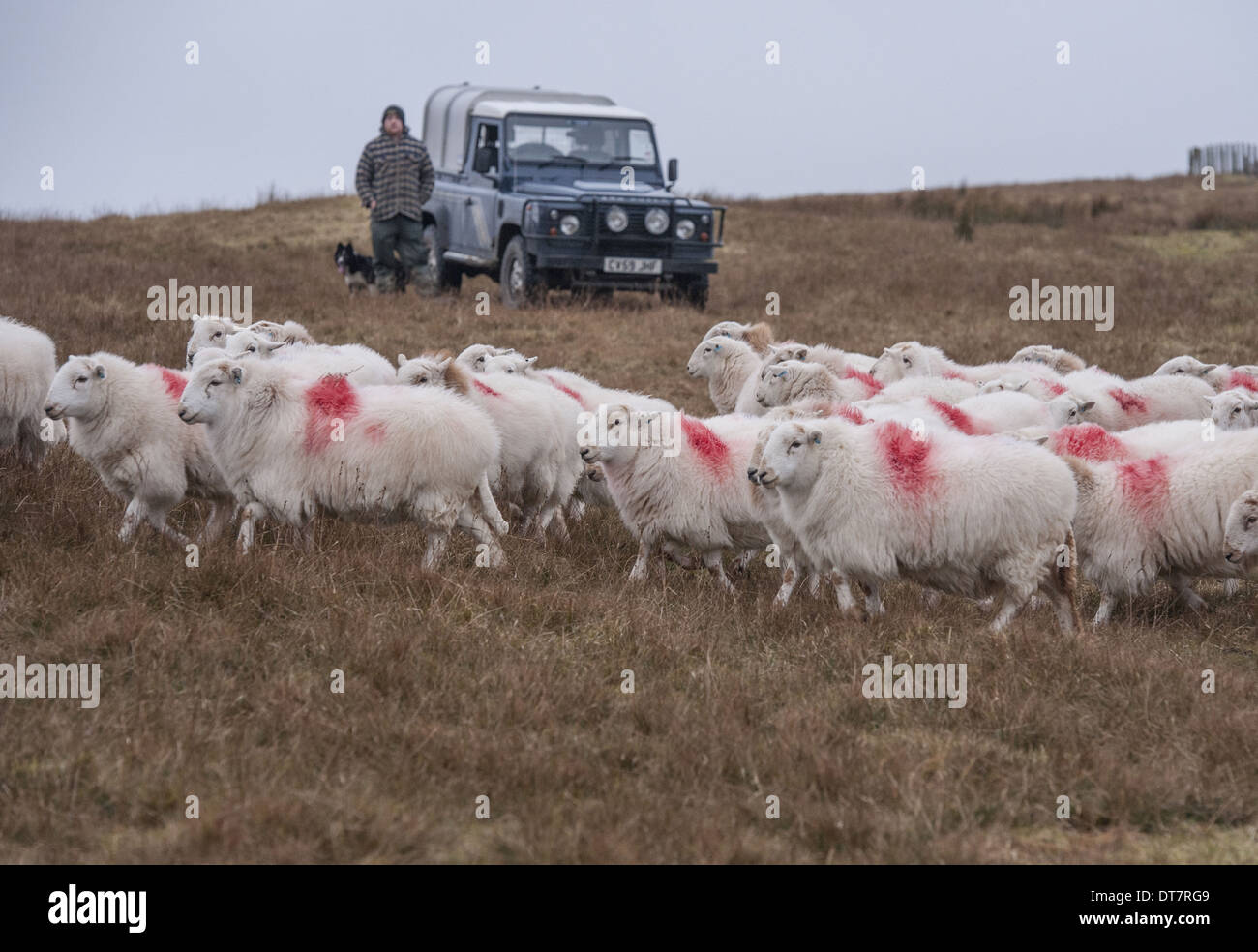 Domestic Sheep Welsh Mountain ewes flock being herded by farmer with sheepdog beside Land Rover Defender on hill farm Cambrian Stock Photo