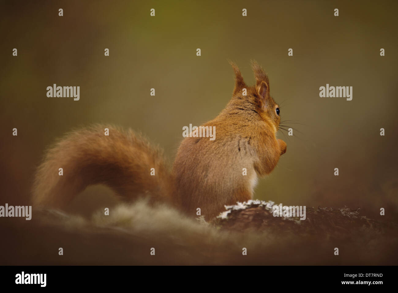 Eurasian Red Squirrel (Sciurus vulgaris) adult rear view feeding on ...