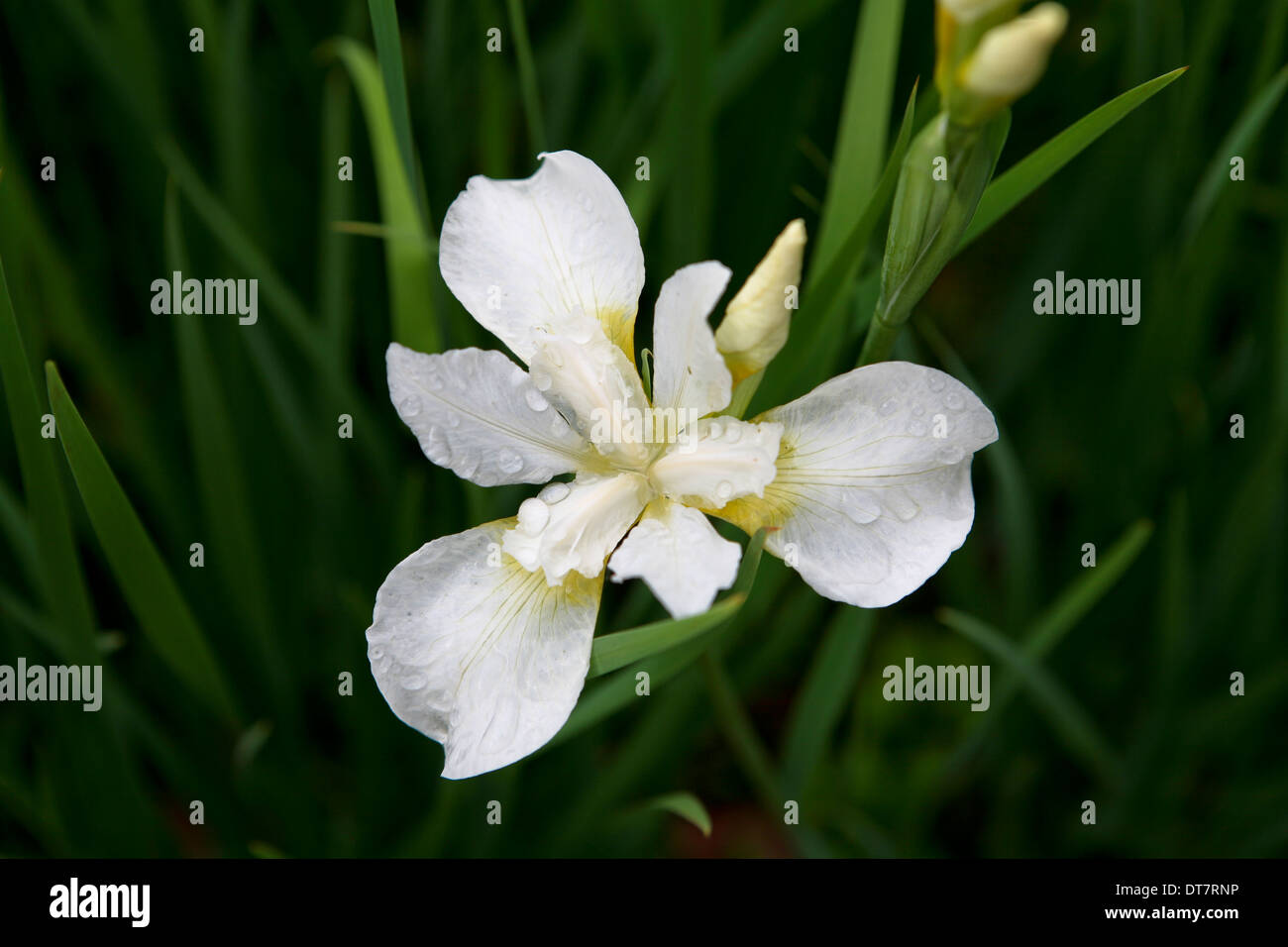 Iris 'White Swirl' / Siberian iris flower Stock Photo