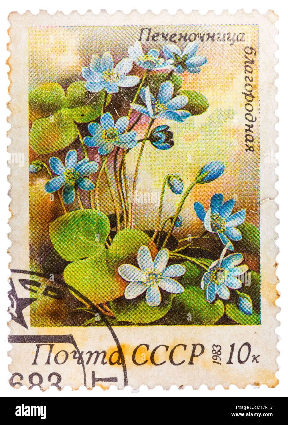 stamp printed in USSR (soviet union) shows anemone hepatica (liverwort, kidneywort or pennywort) from spring flowers series Stock Photo
