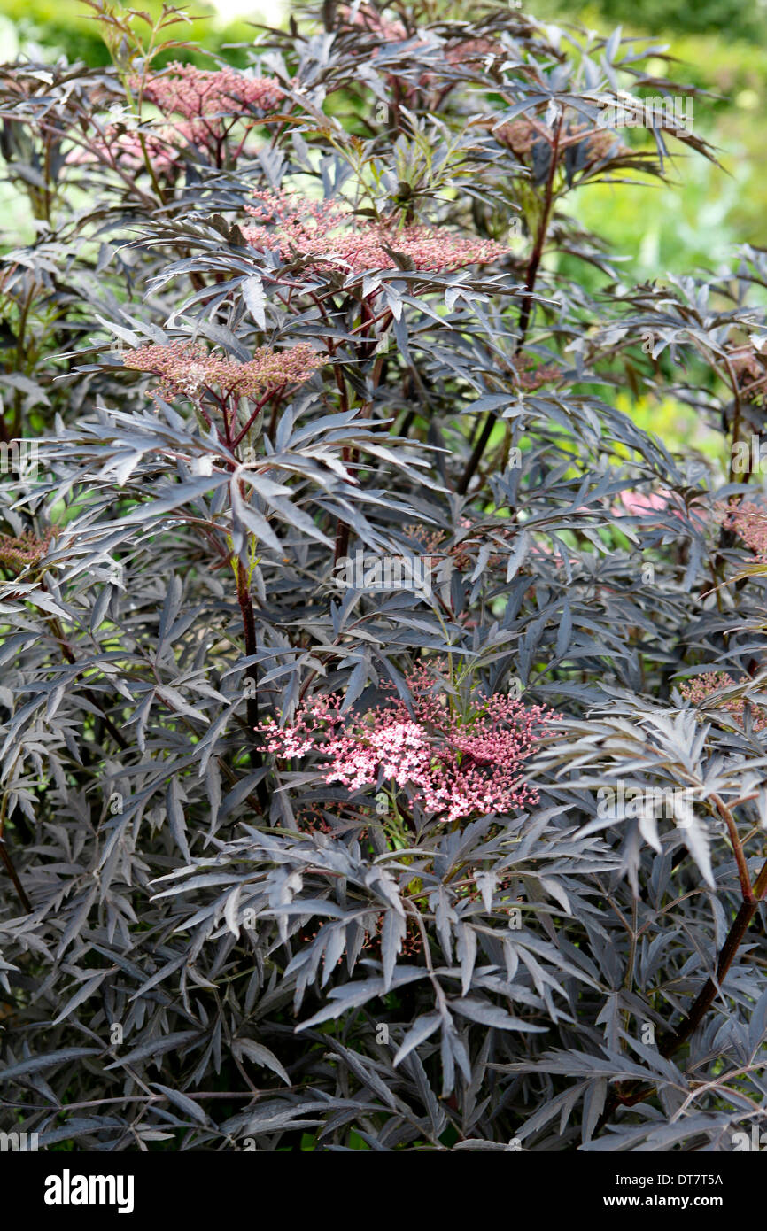 Sambucus nigra f. porphyrophylla 'Eva' aka Sambucus 'Black Lace'/ black elder, coming into flower, very deeply dissected purplish-black foliage Stock Photo