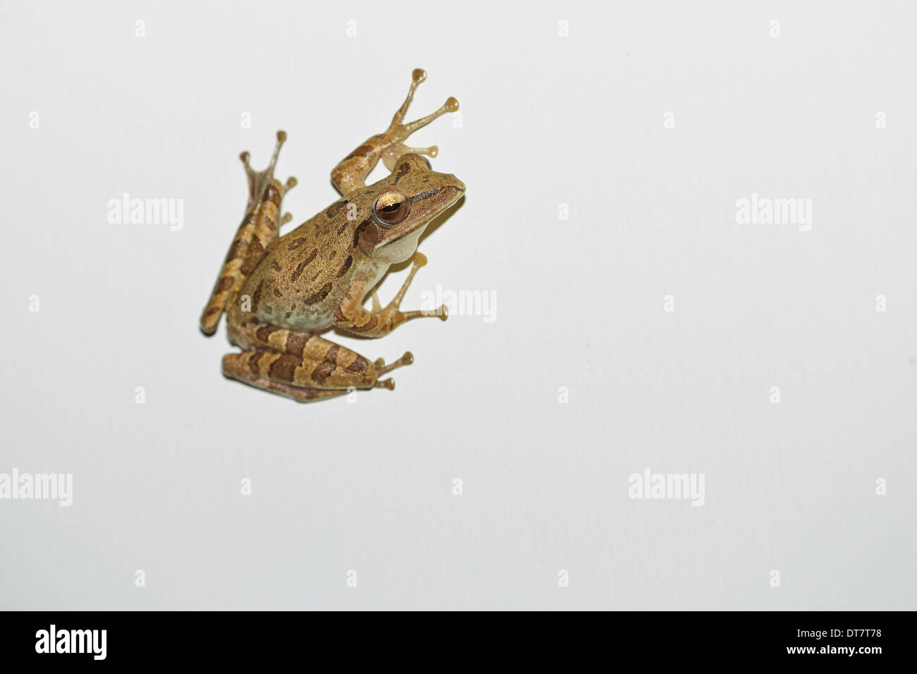 Asian Brown Treefrog (Polypedates leucomystax) adult, clinging to white wall, Ubud, Bali, Lesser Sunda Islands, Indonesia, July Stock Photo