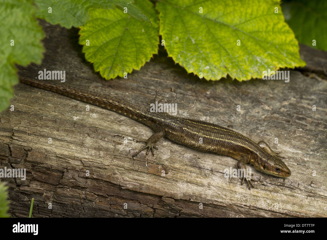 Common Lizard (Zootoca vivipara) adult female, basking on log, Sussex, England, June Stock Photo