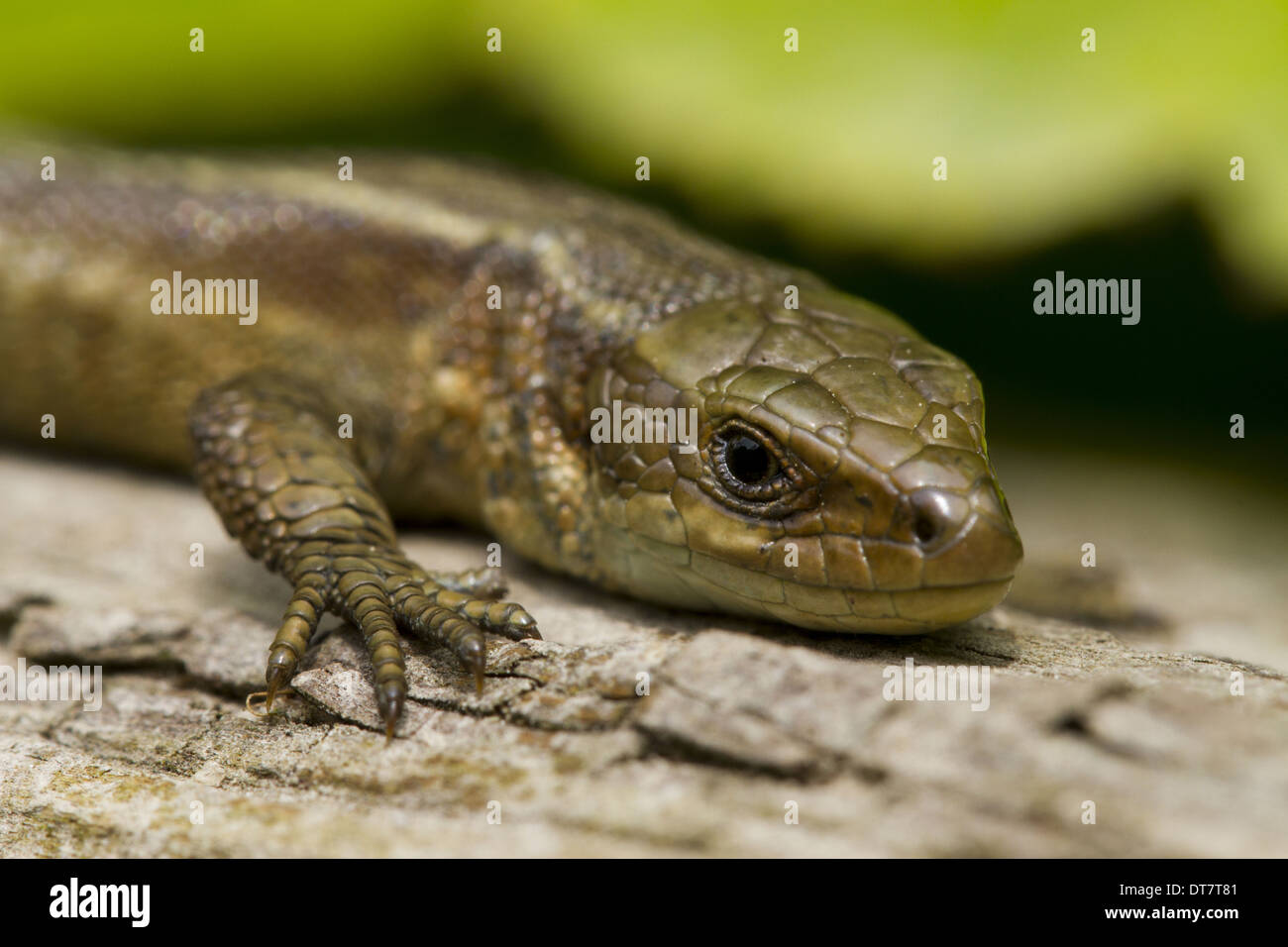 Common Lizard (Zootoca vivipara) adult female, close-up of head, basking on log, Sussex, England, June Stock Photo