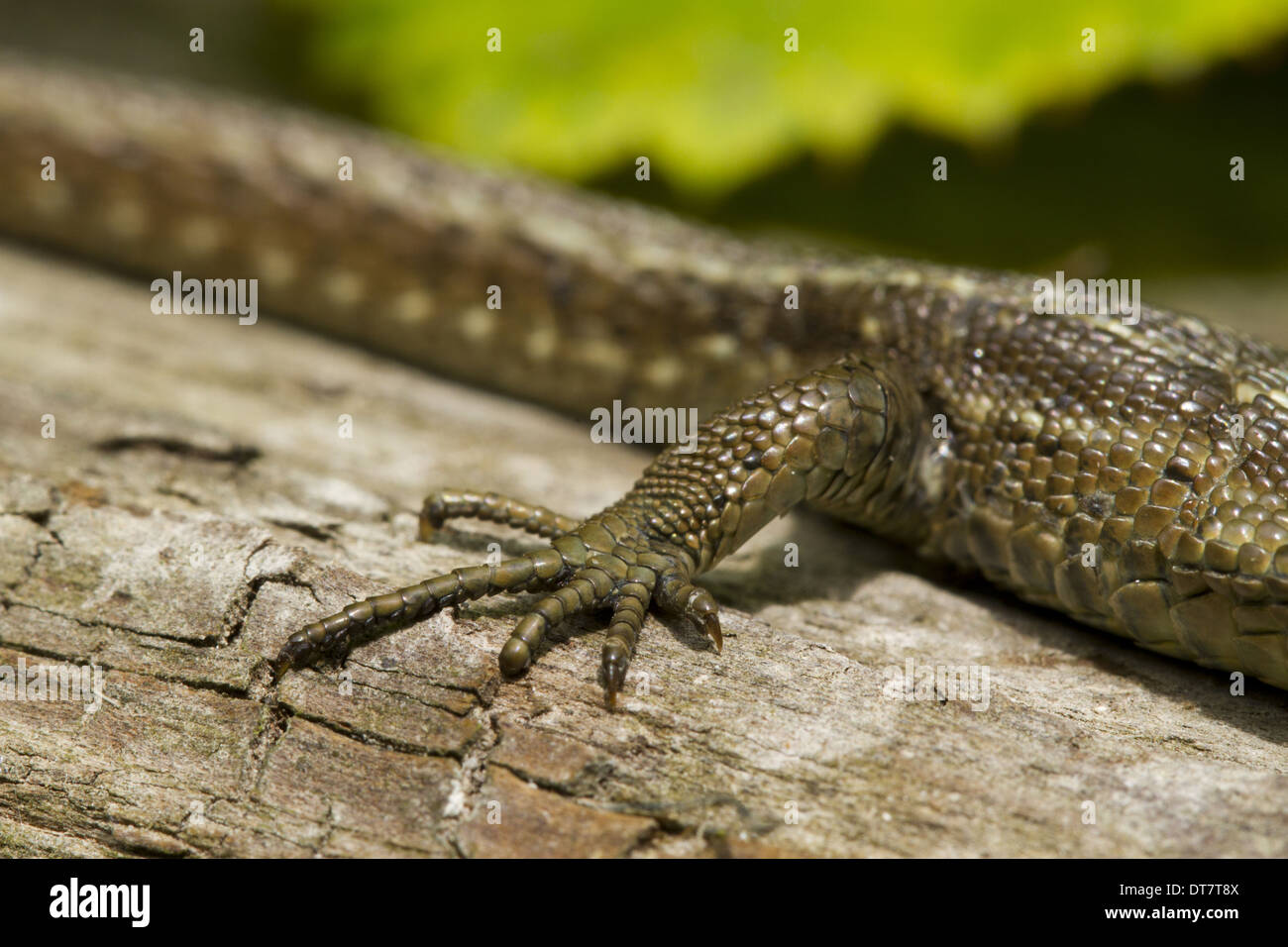 Common Lizard (Zootoca vivipara) adult female, close-up of hind leg, basking on log, Sussex, England, June Stock Photo