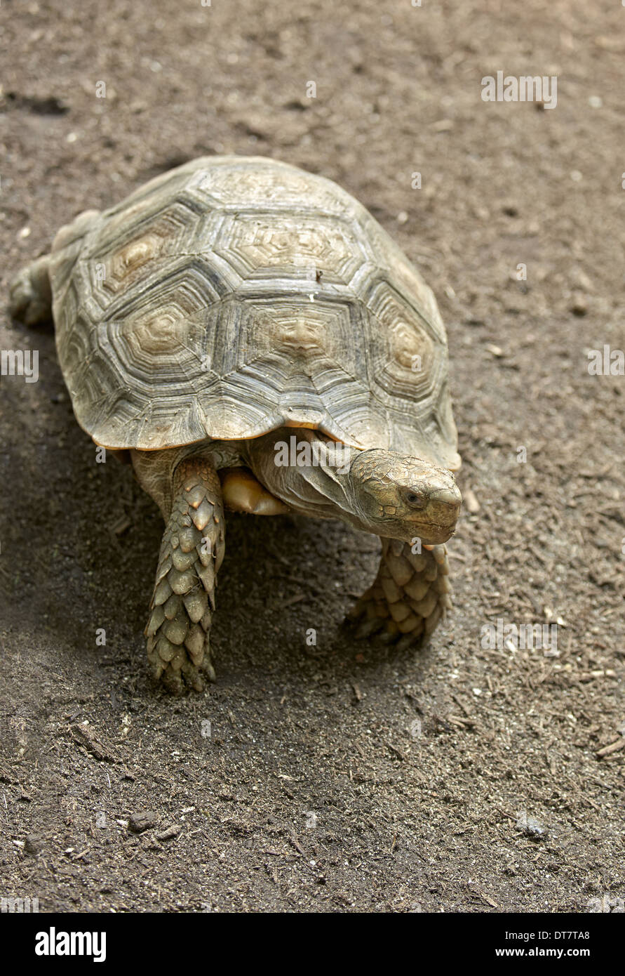 Asian Forest Tortoise (Manouria emys) adult, Singapore Zoo Stock Photo
