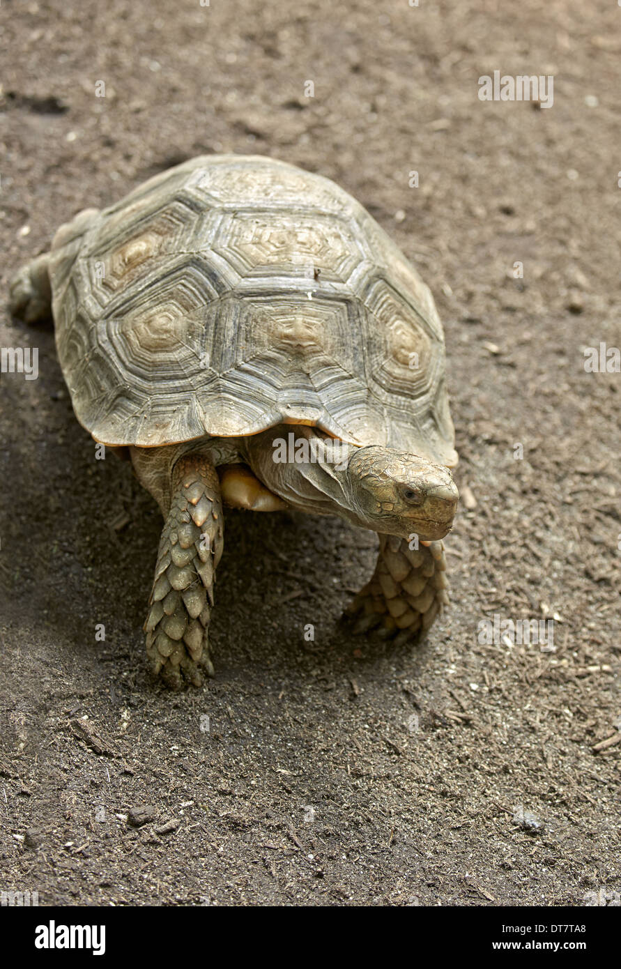 Asian brown tortoise hi-res stock photography and images - Alamy