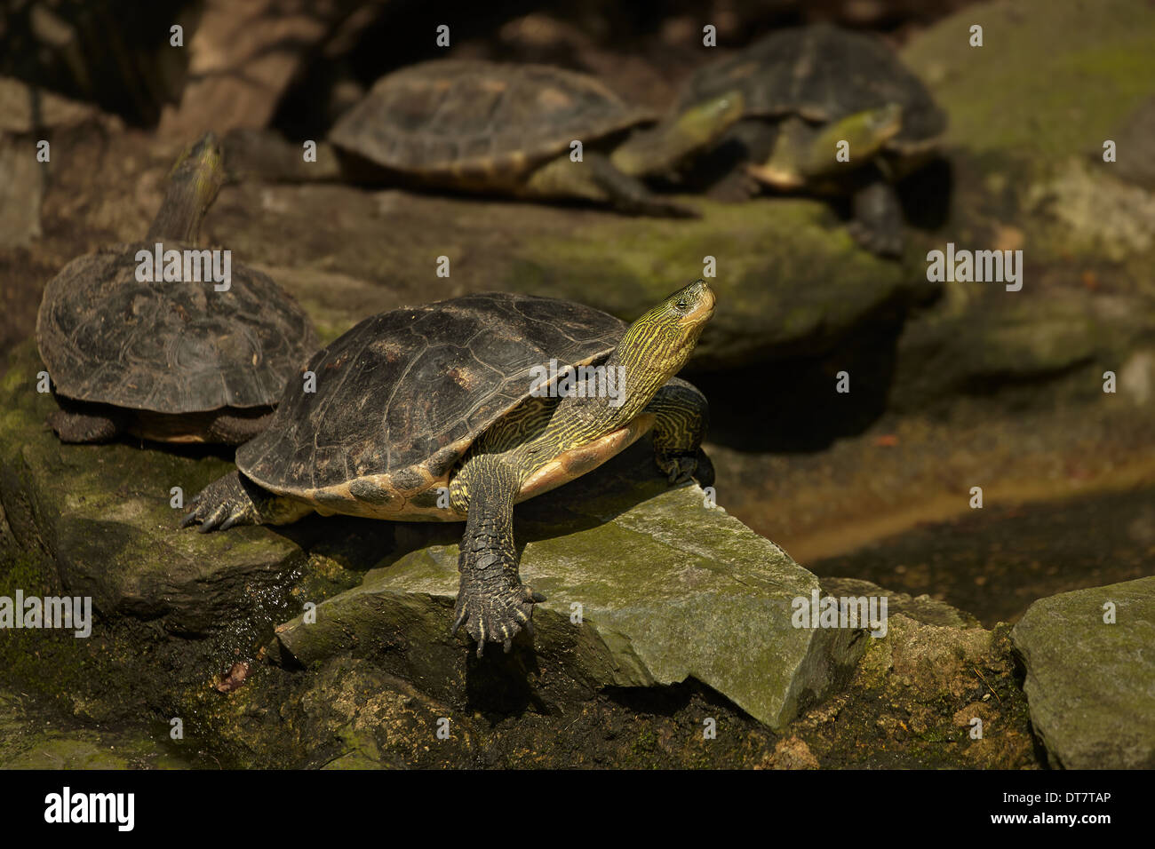 Chinese Stripe-necked Turtle (Mauremys sinensis) adults, resting on rocks, Singapore Zoo Stock Photo