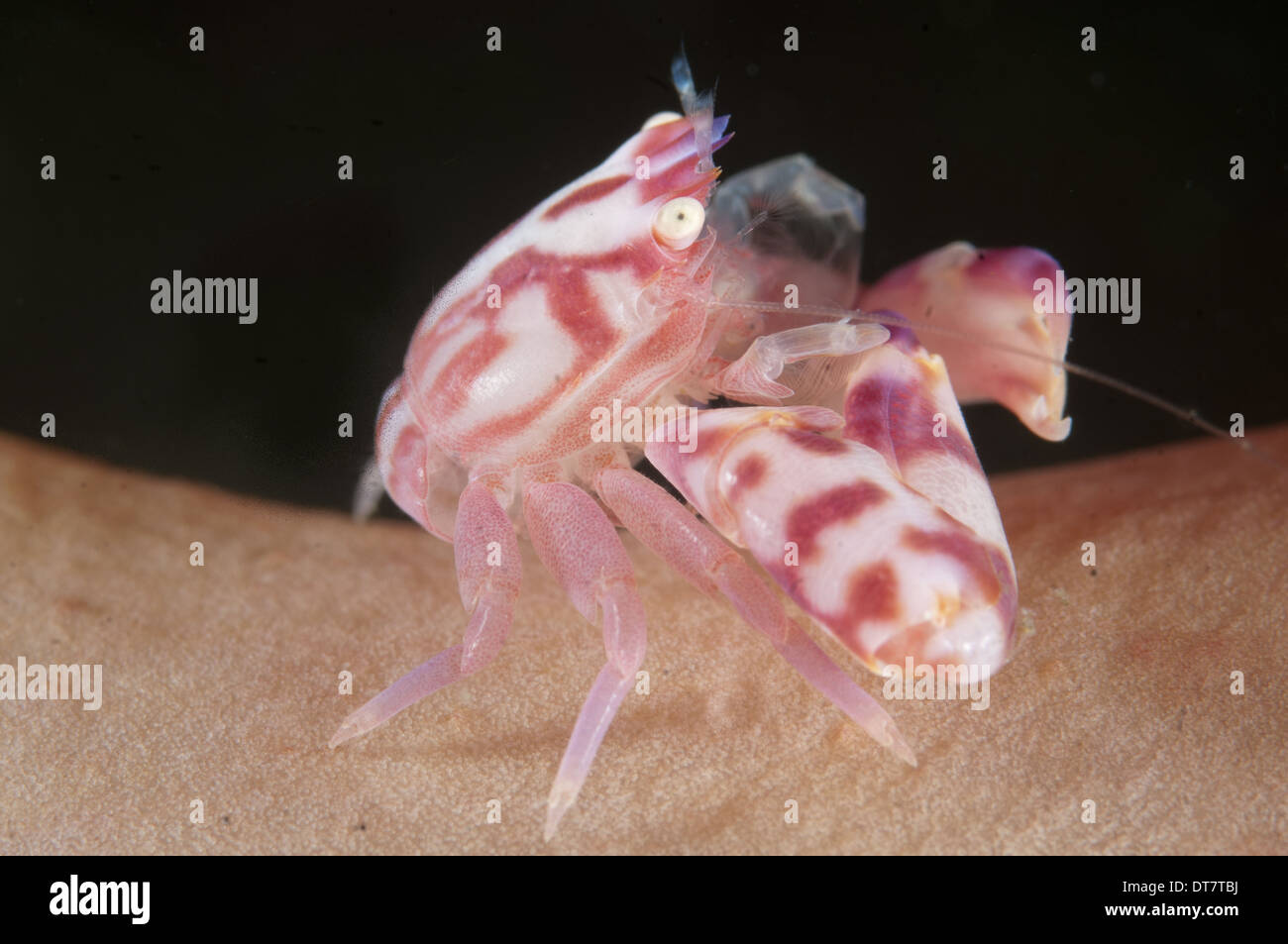 Soft Coral Porcelain Crab (Lissoporcellana nakasonei) adult resting on coral Lembeh Straits Sulawesi Sunda Islands Indonesia Stock Photo
