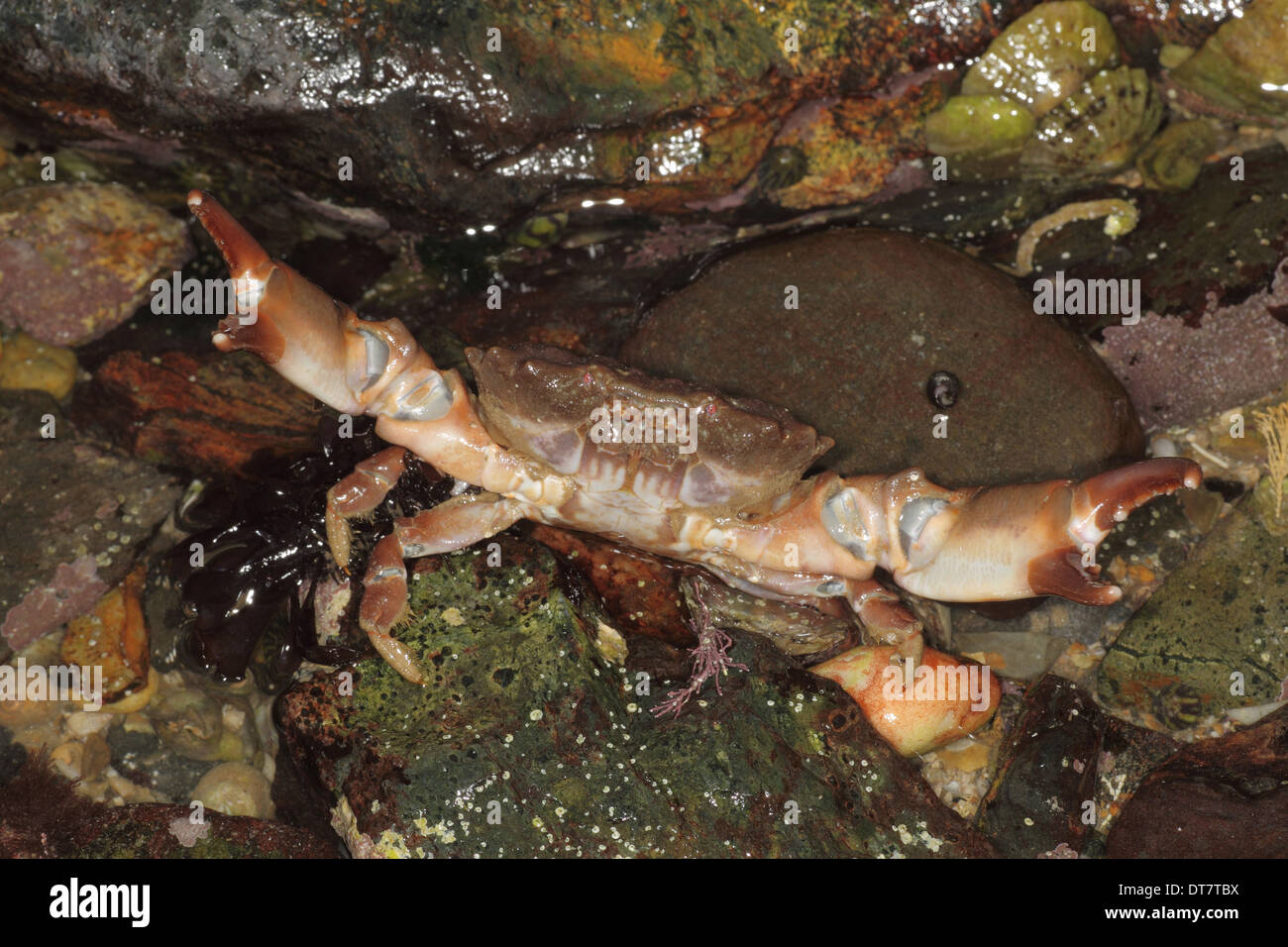 Furrowed Crab (Xantho hydrophilus) adult with claws raised in defensive posture in rockpool at low tide Mount's Bay Marazion Stock Photo