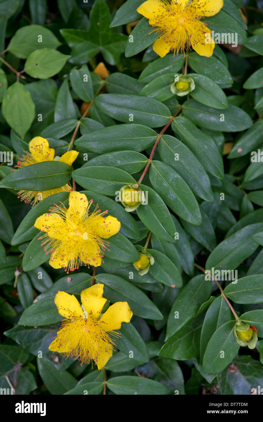 Hypericum calycinum / St John's Wort in flower Stock Photo