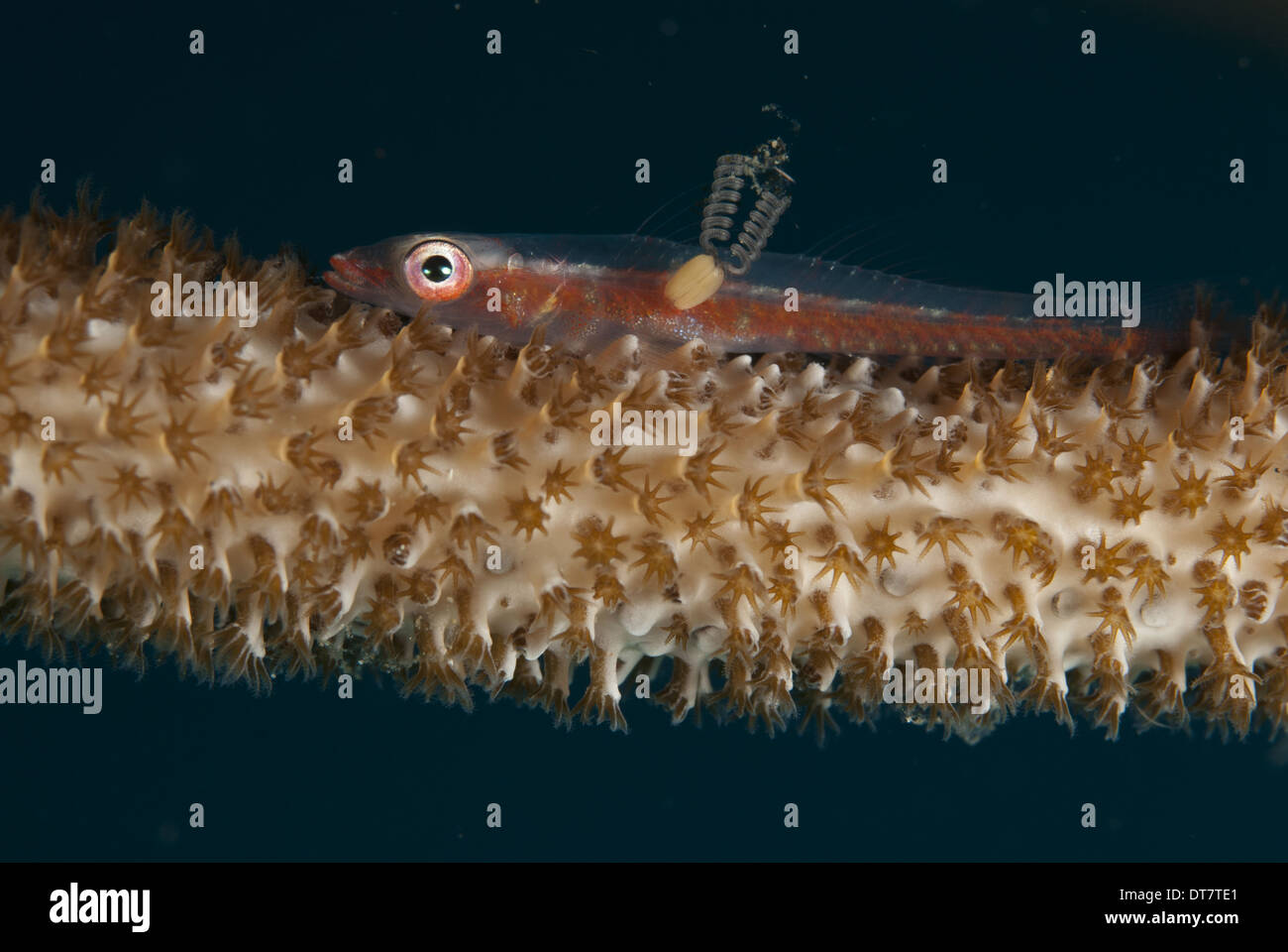 Large Whip Goby (Bryaninops amplus) adult with female parasitic copepod with pair of egg sacs resting on whip coral Lembeh Stock Photo