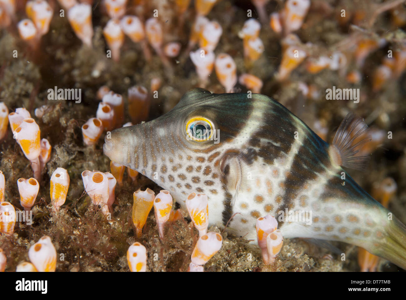Black-saddled Pufferfish (Canthigaster valentini) adult resting amongst Sea-squirts (Clavelina diminuta) Lembeh Straits Stock Photo
