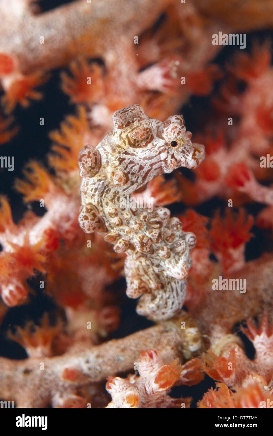 Bargibanti's Pygmy Seahorse (Hippocampus bargibanti) adult clinging to sea fan Lembeh Straits Sulawesi Sunda Islands Indonesia Stock Photo